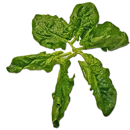 Spinach PNG-79149